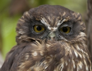 Morepork at Willowbank Wildlife Reserve